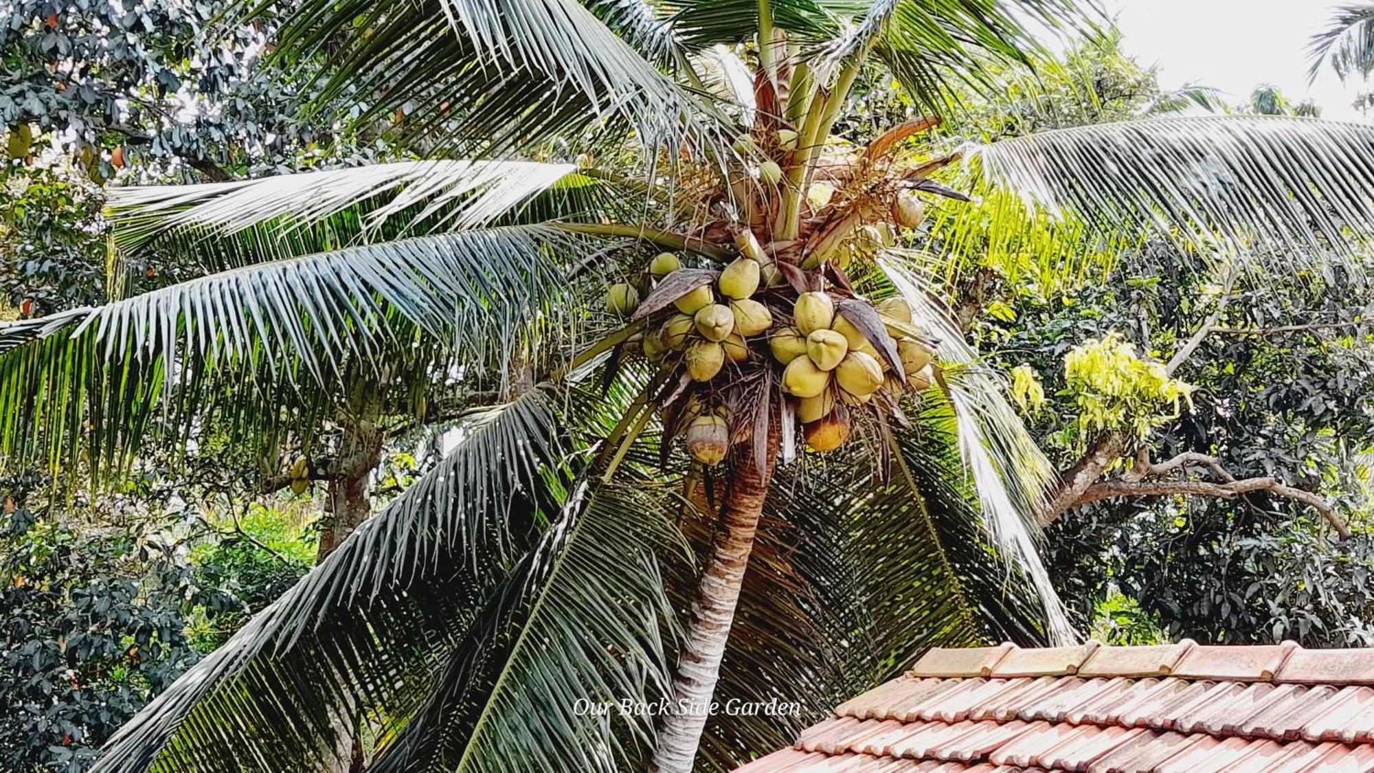 Le Meridien Bnb For Foreign Travelers Negombo Exterior foto